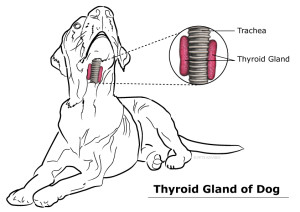 Basenji Thyroid - Hypothyroidism in Basenjis
